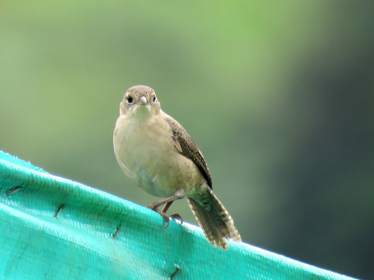 Southern House Wren - ML630783856
