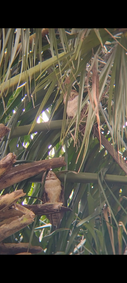 American Barn Owl - ML630783873