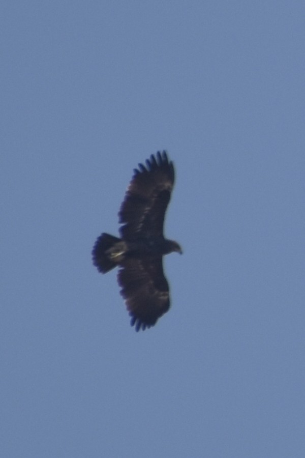 Greater Spotted Eagle - ML630783874