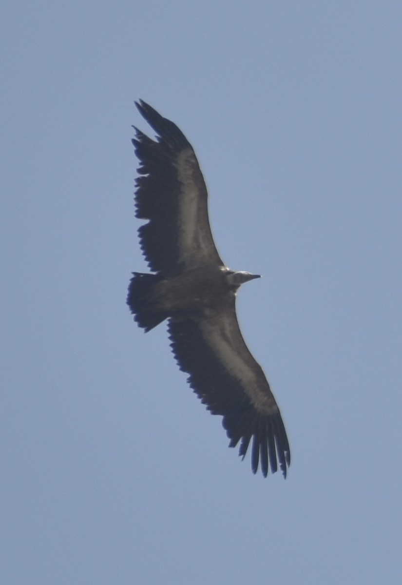 Eurasian Griffon - ML630783886