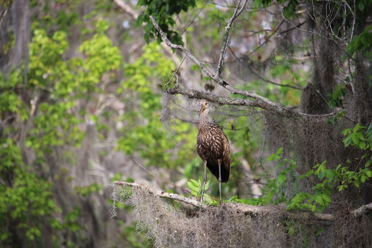 Limpkin - ML630783890