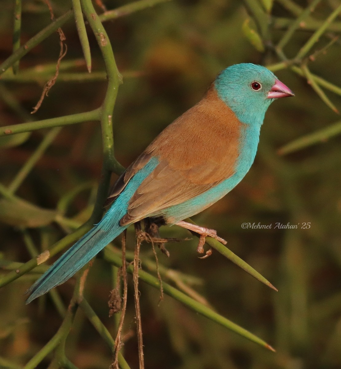 Blue-capped Cordonbleu - ML630784437