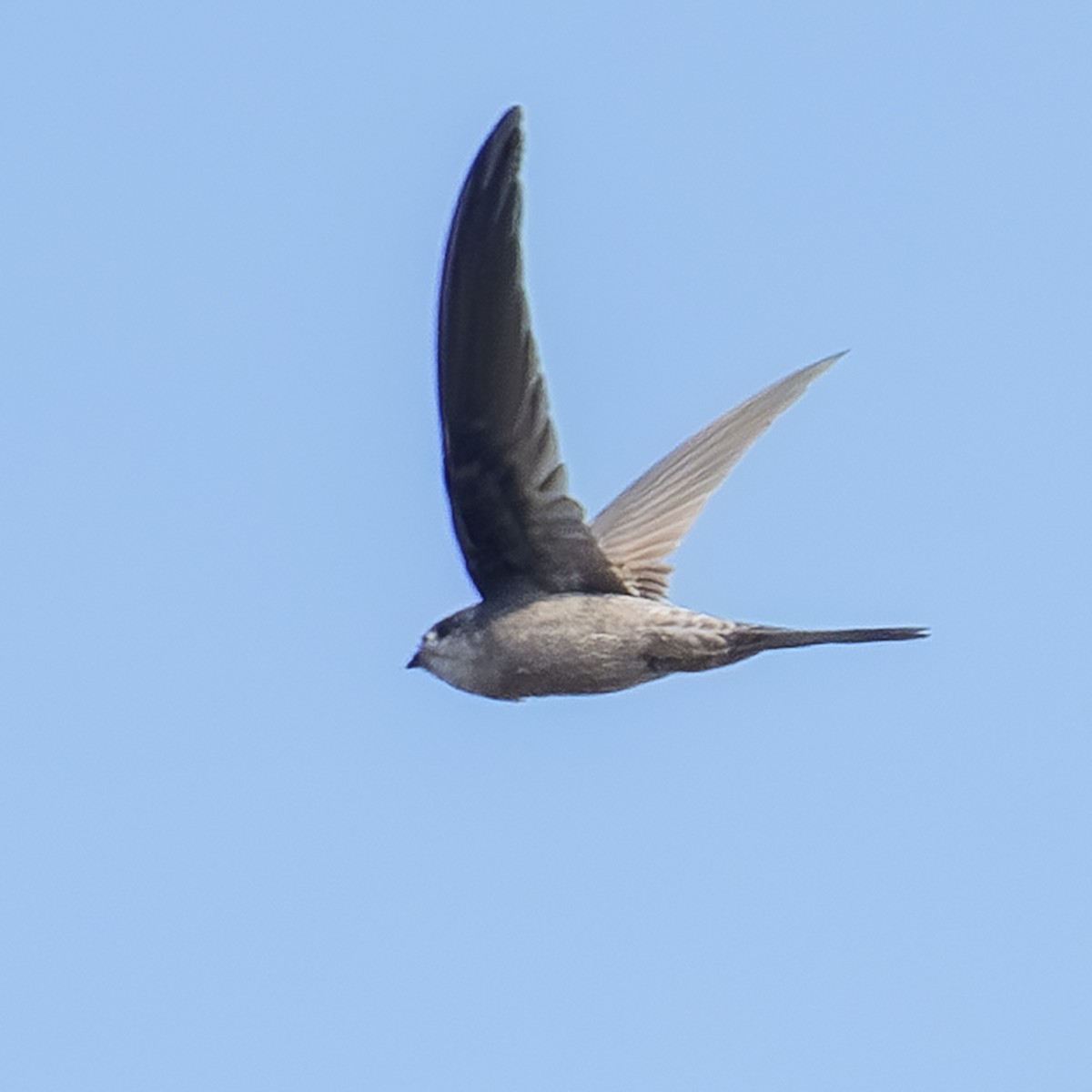 Asian Palm Swift - ML630784553