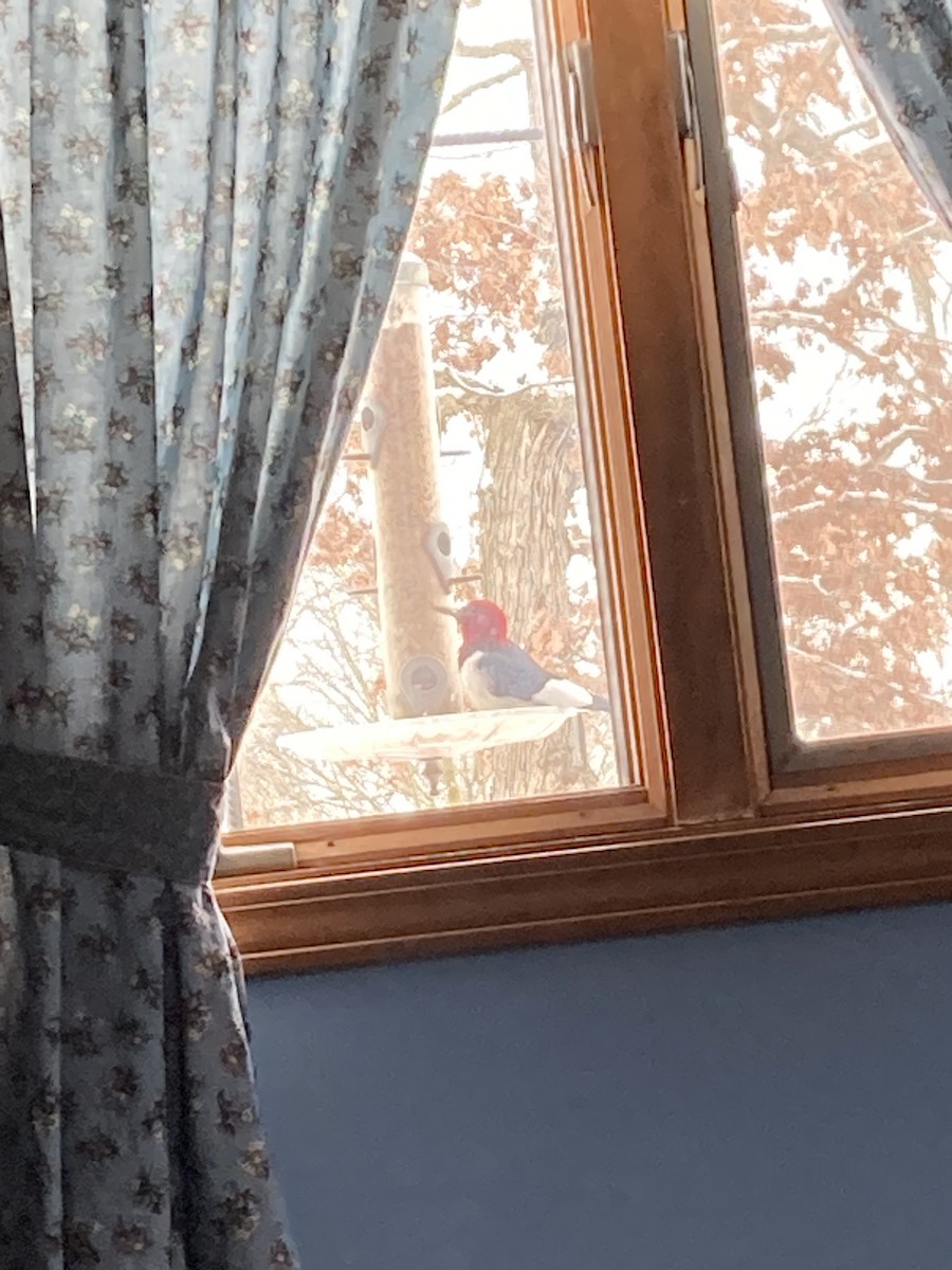 Red-headed Woodpecker - ML630784565