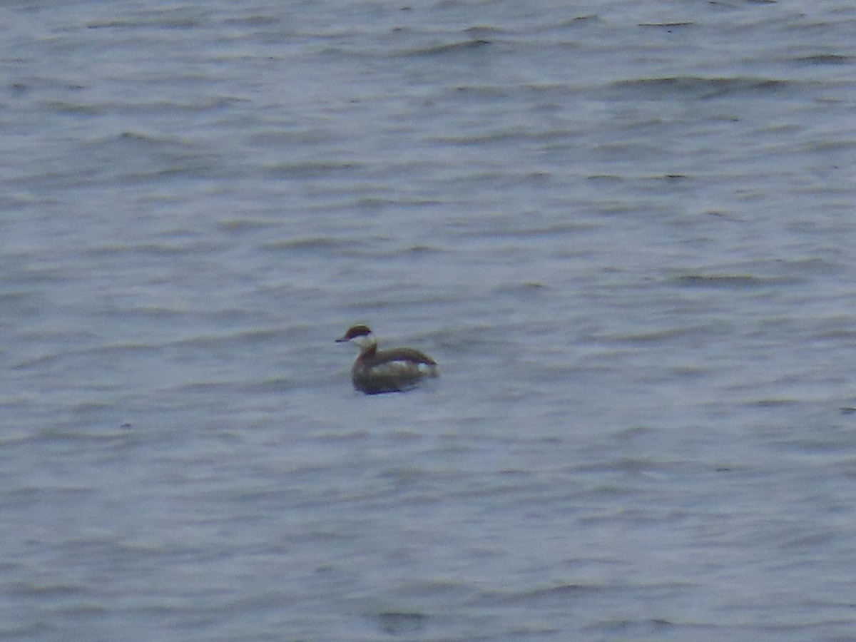 Horned Grebe - ML630784790