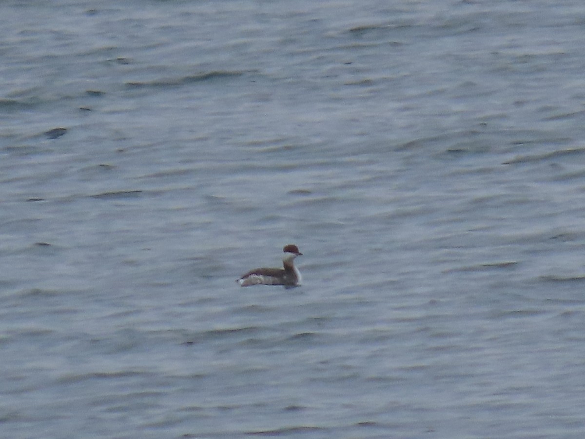 Horned Grebe - ML630784804