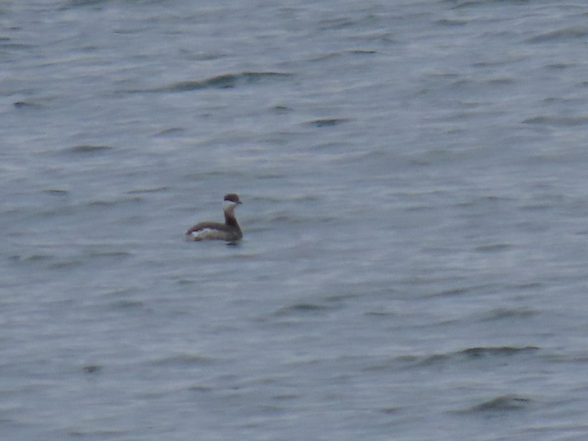 Horned Grebe - ML630784848