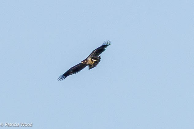 ハクトウワシ - ML630785228