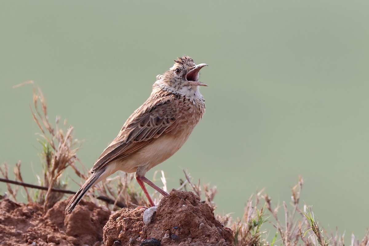 Rufous-naped Lark (Rufous-naped) - ML630785783