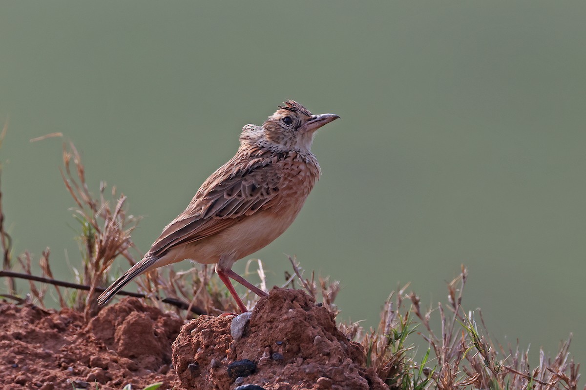 Rufous-naped Lark (Rufous-naped) - ML630785788