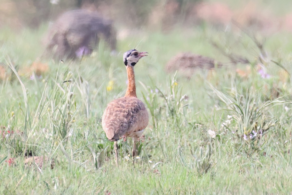 White-bellied Bustard (Barrow's) - ML630785991
