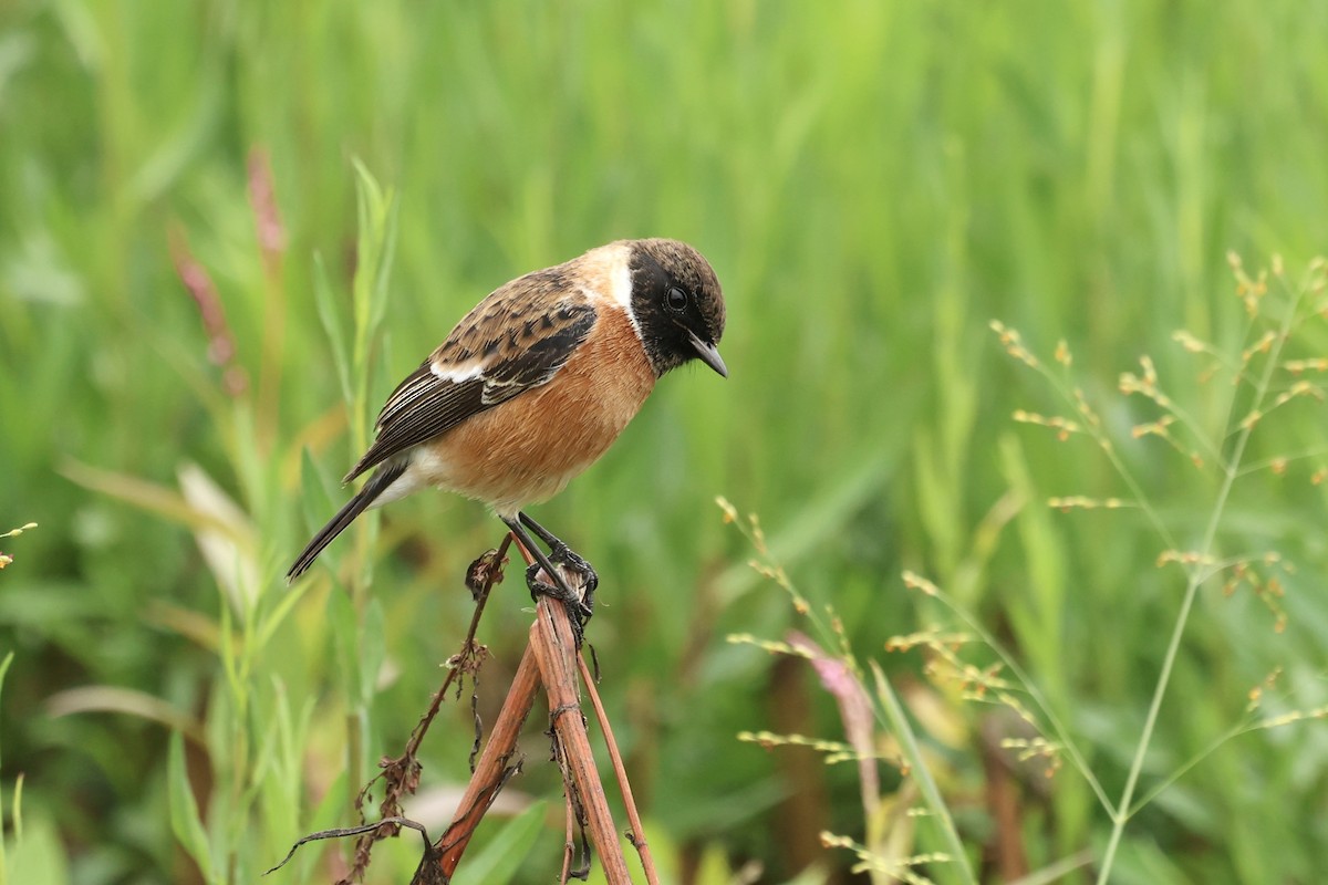 African Stonechat - Grant Olwage