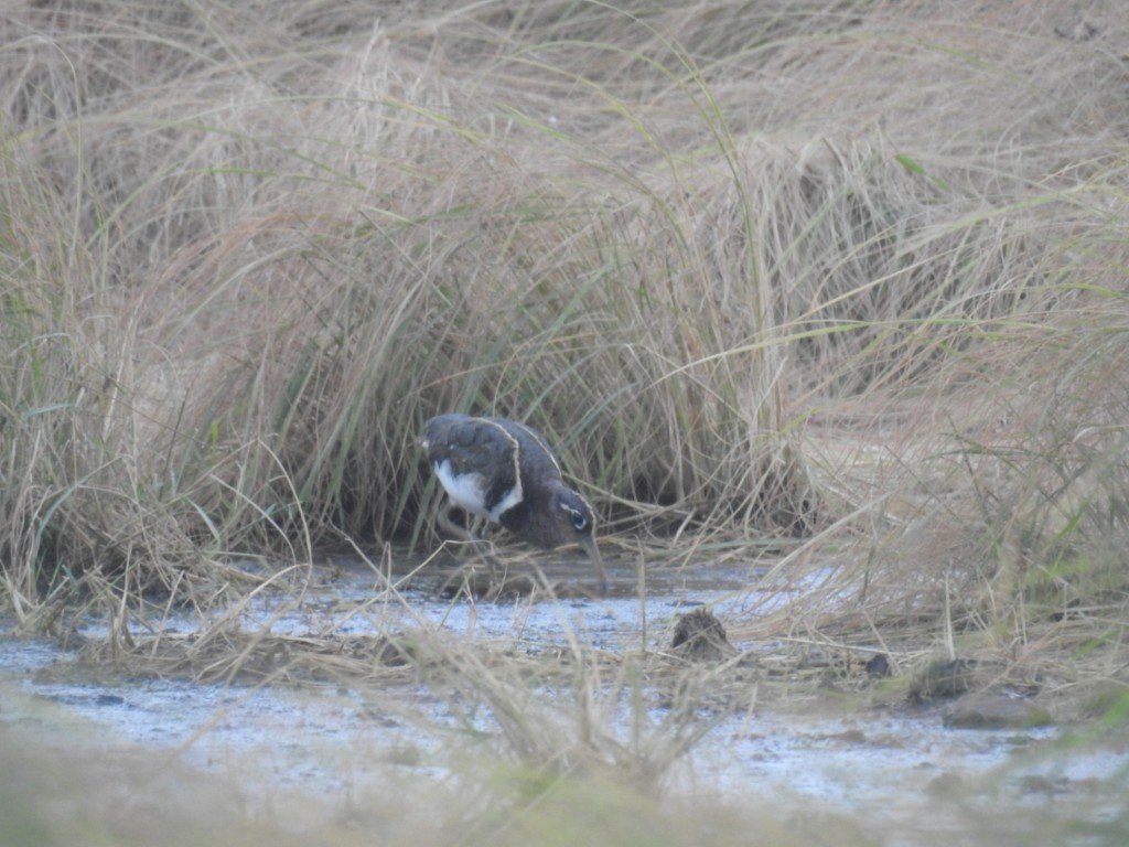 Greater Painted-Snipe - ML63078621