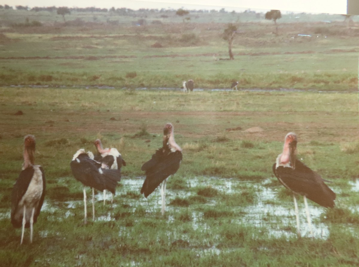 Marabou Stork - ML630786240