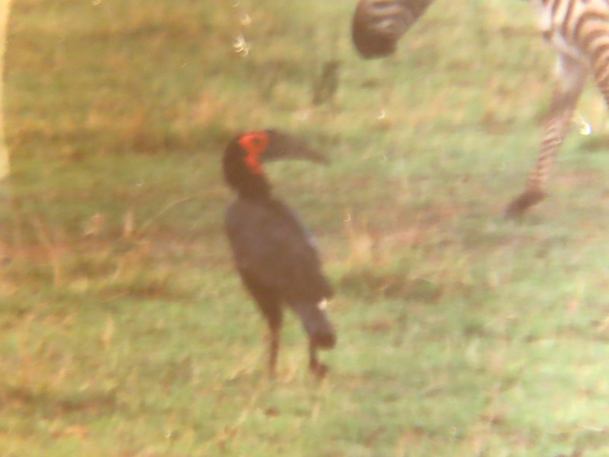 Southern Ground-Hornbill - ML630786250