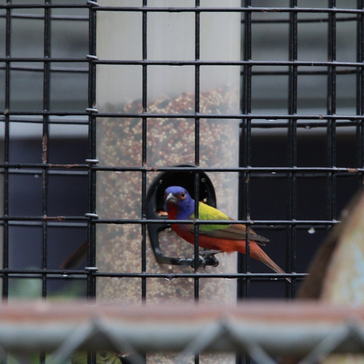 Painted Bunting - ML630786333