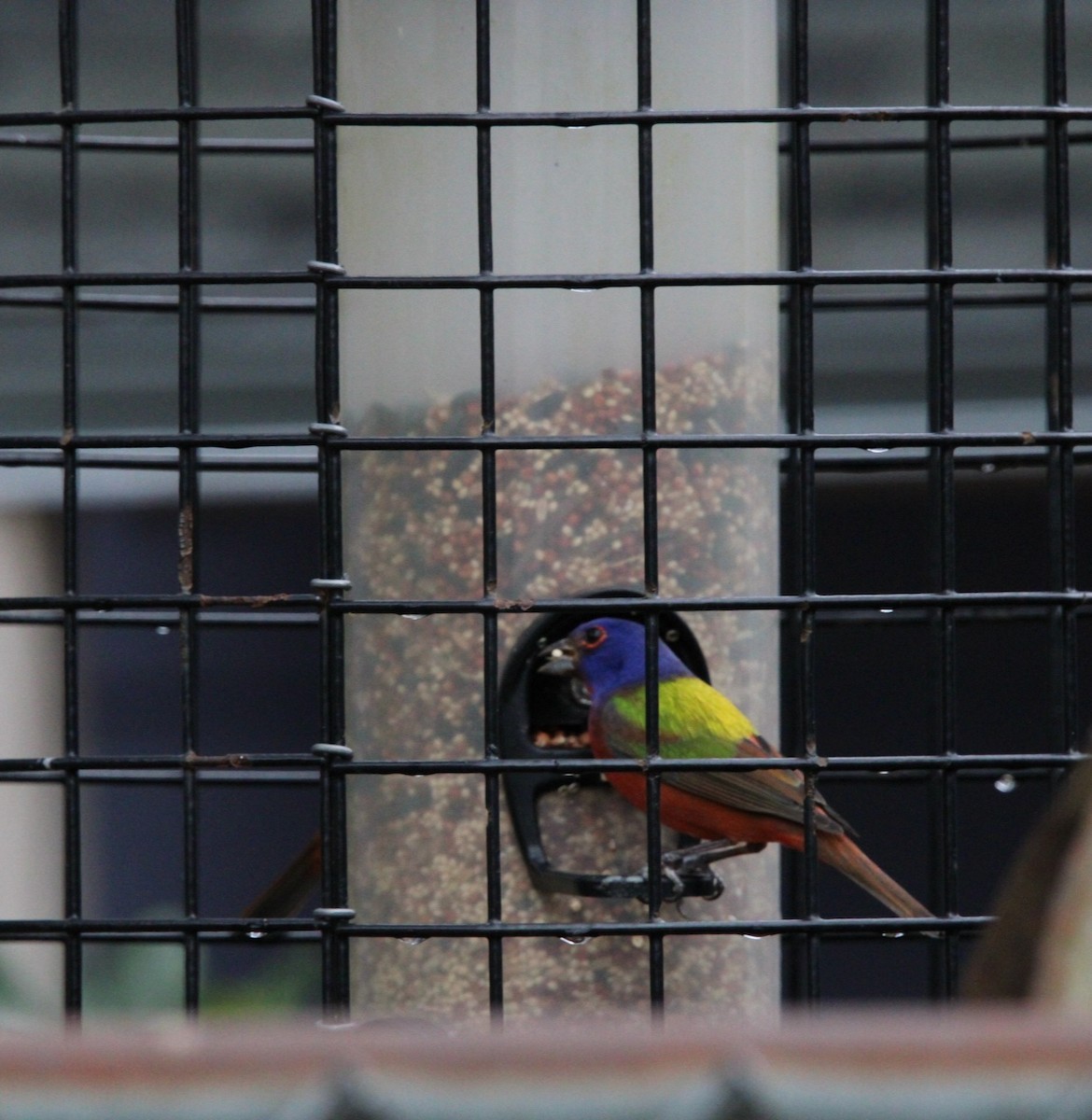 Painted Bunting - ML630786334