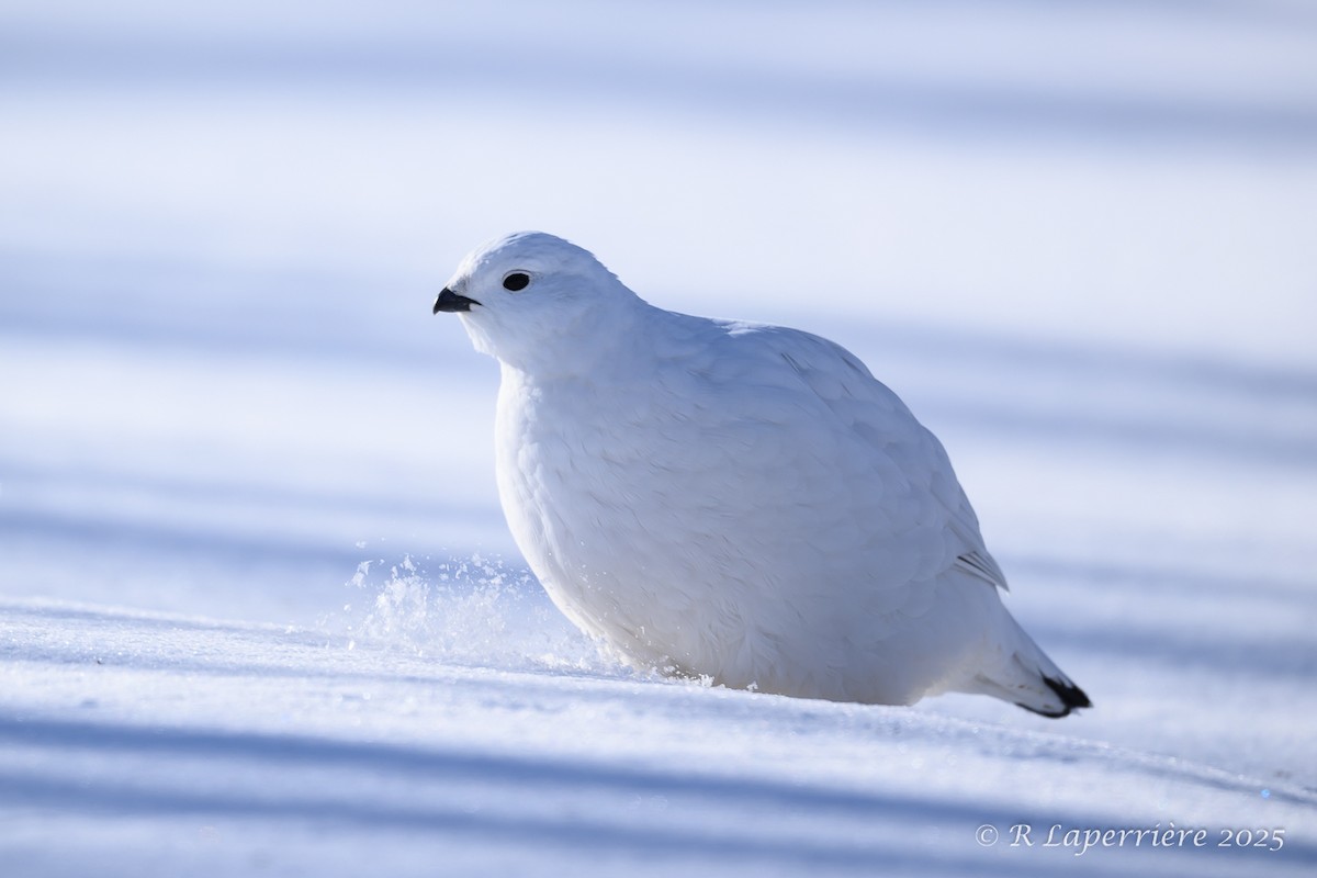 Willow Ptarmigan - ML630786428