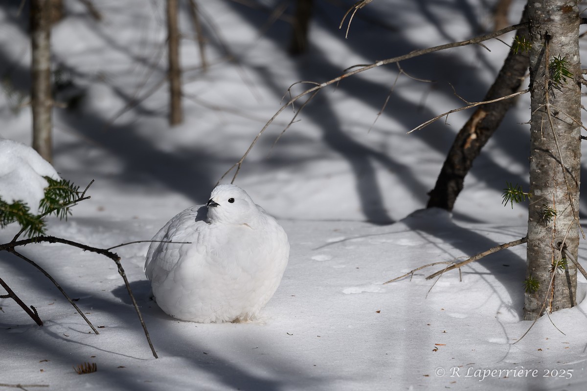 Willow Ptarmigan - ML630786429