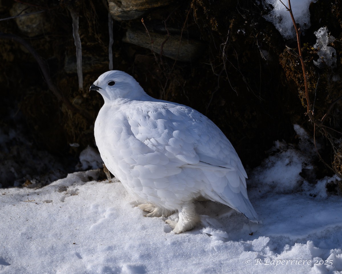 Willow Ptarmigan - ML630786430