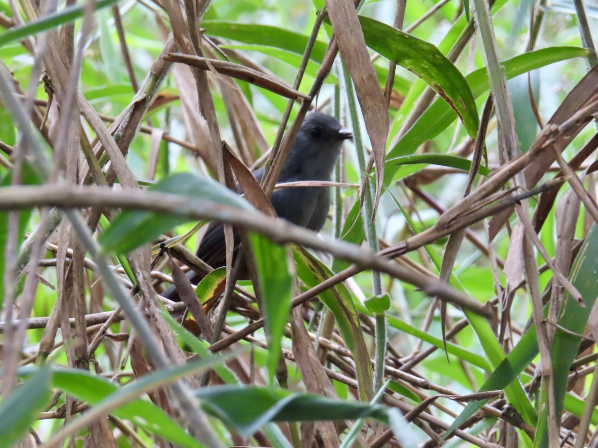 Rock Tapaculo - ML630786648