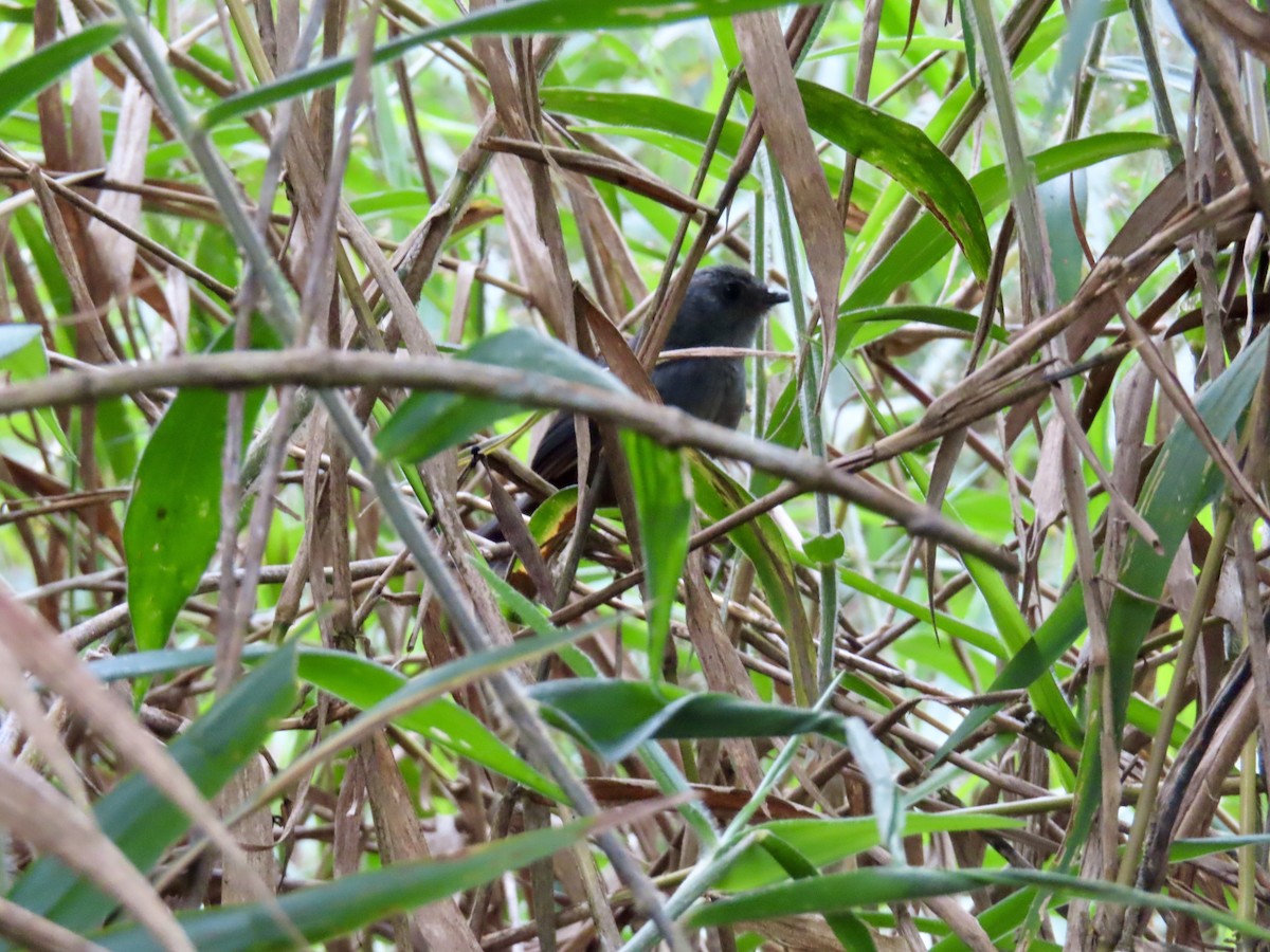 Rock Tapaculo - ML630786649