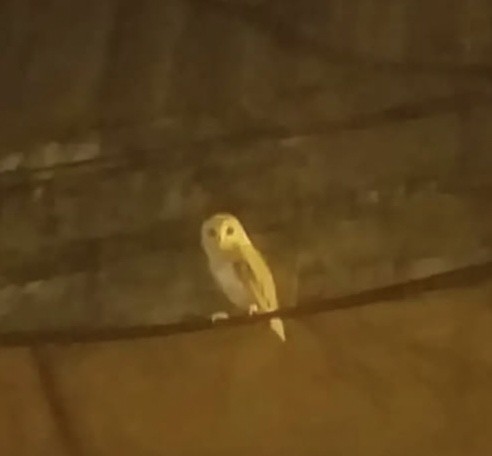 Eastern Barn Owl - ML630787193