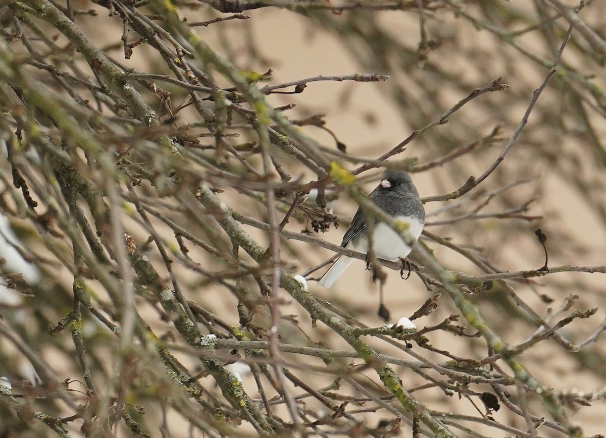 Dark-eyed Junco - ML630787310