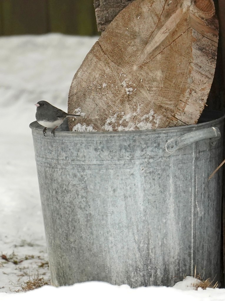 Dark-eyed Junco - ML630787320