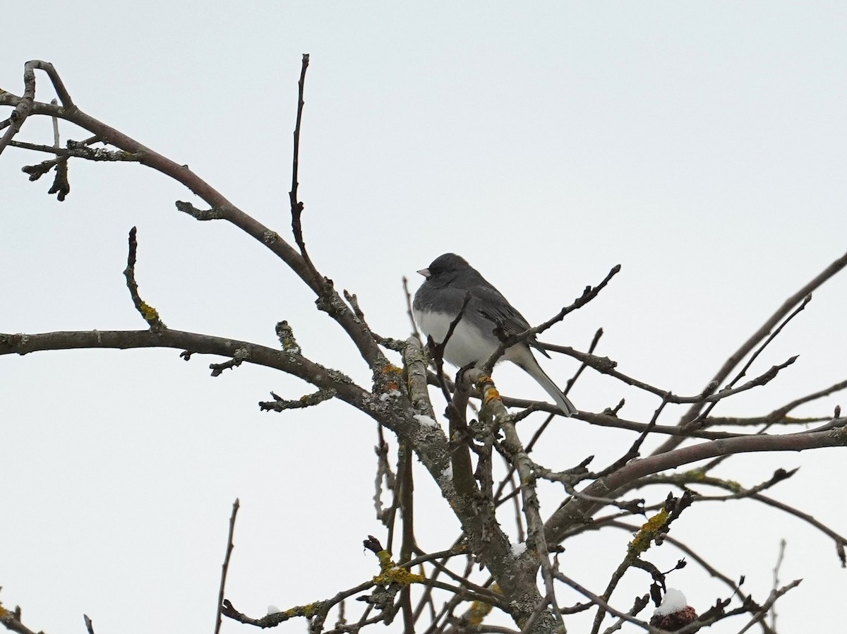 Dark-eyed Junco - ML630787322