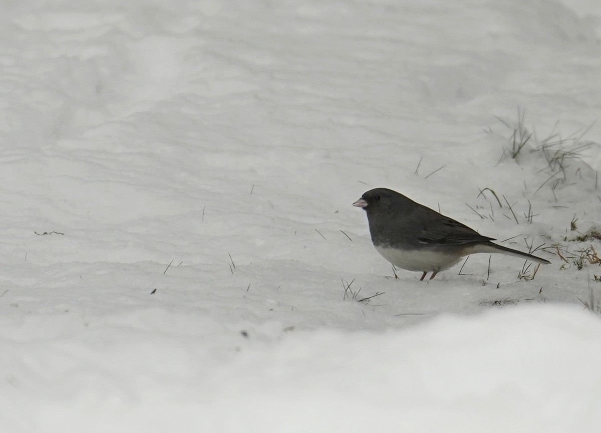 Dark-eyed Junco - ML630787332