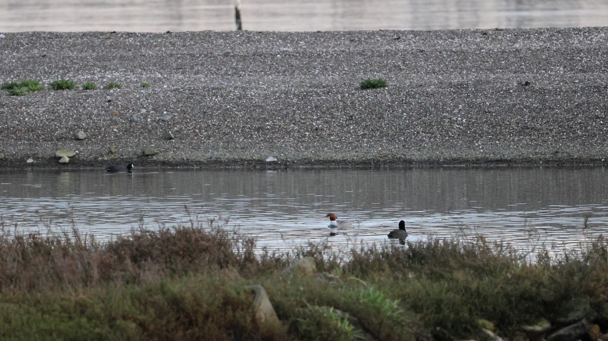 Common Merganser - ML630787423