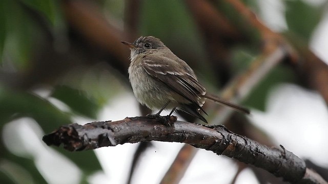 Gray Flycatcher - ML630788040