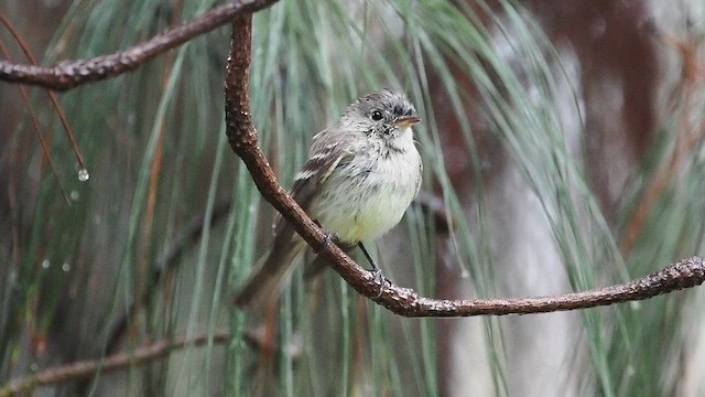 Gray Flycatcher - ML630788044