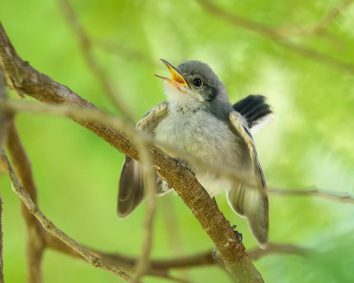 Masked Gnatcatcher - Carlos Rossello