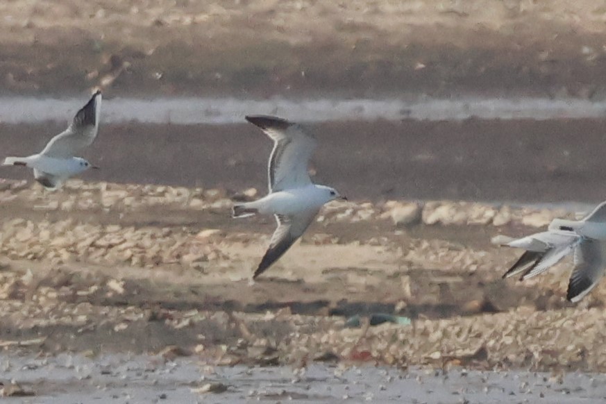 Common Gull - ML630788360