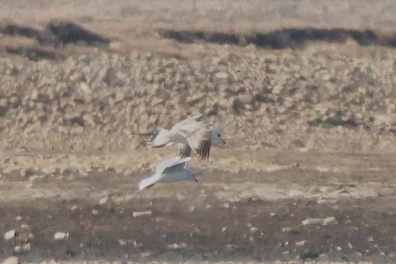 Common Gull - ML630788367