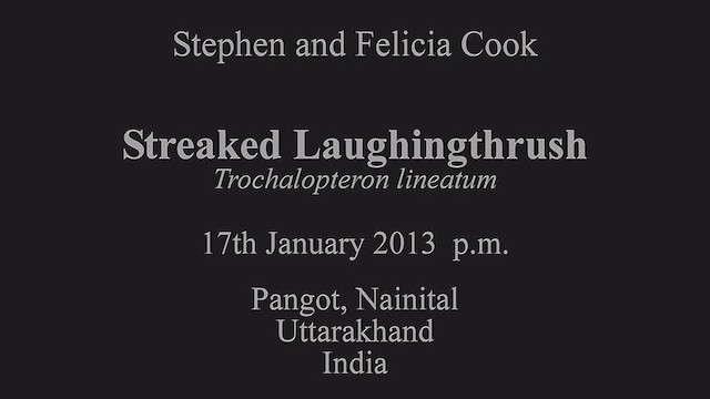 Streaked Laughingthrush - ML630788439