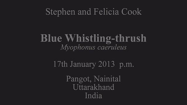 Blue Whistling-Thrush - ML630788494