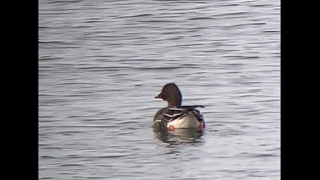 Tundra Bean-Goose - ML630788496
