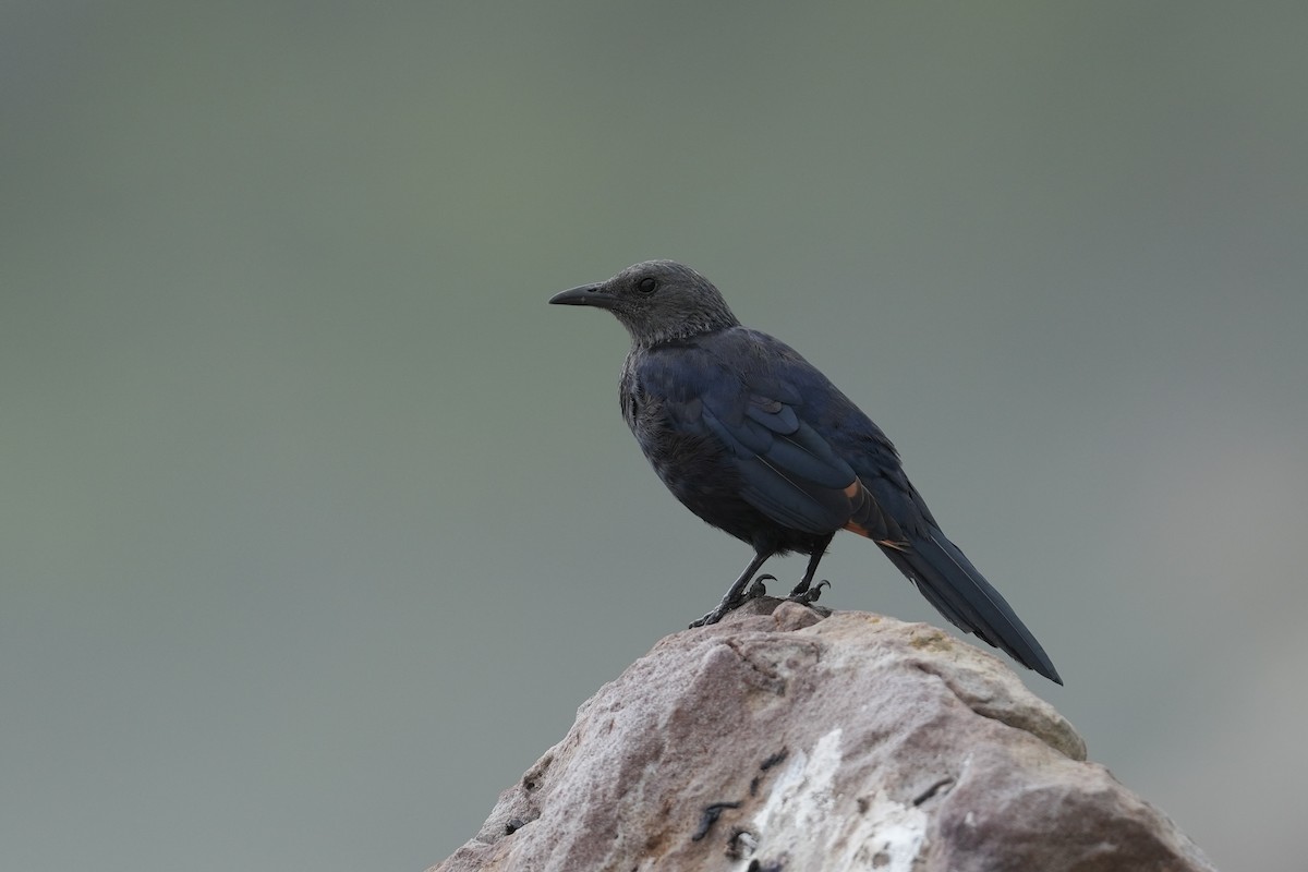 Red-winged Starling - ML630788750