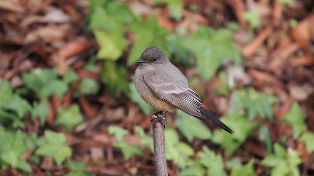 Say's Phoebe - ML630788769