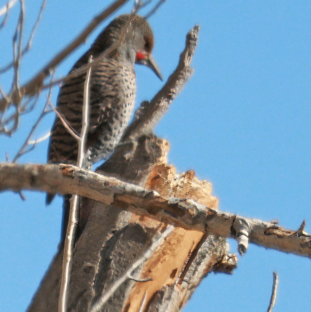 Northern Flicker - ML630789256