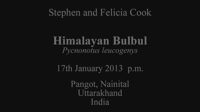 Himalayan Bulbul - ML630789414