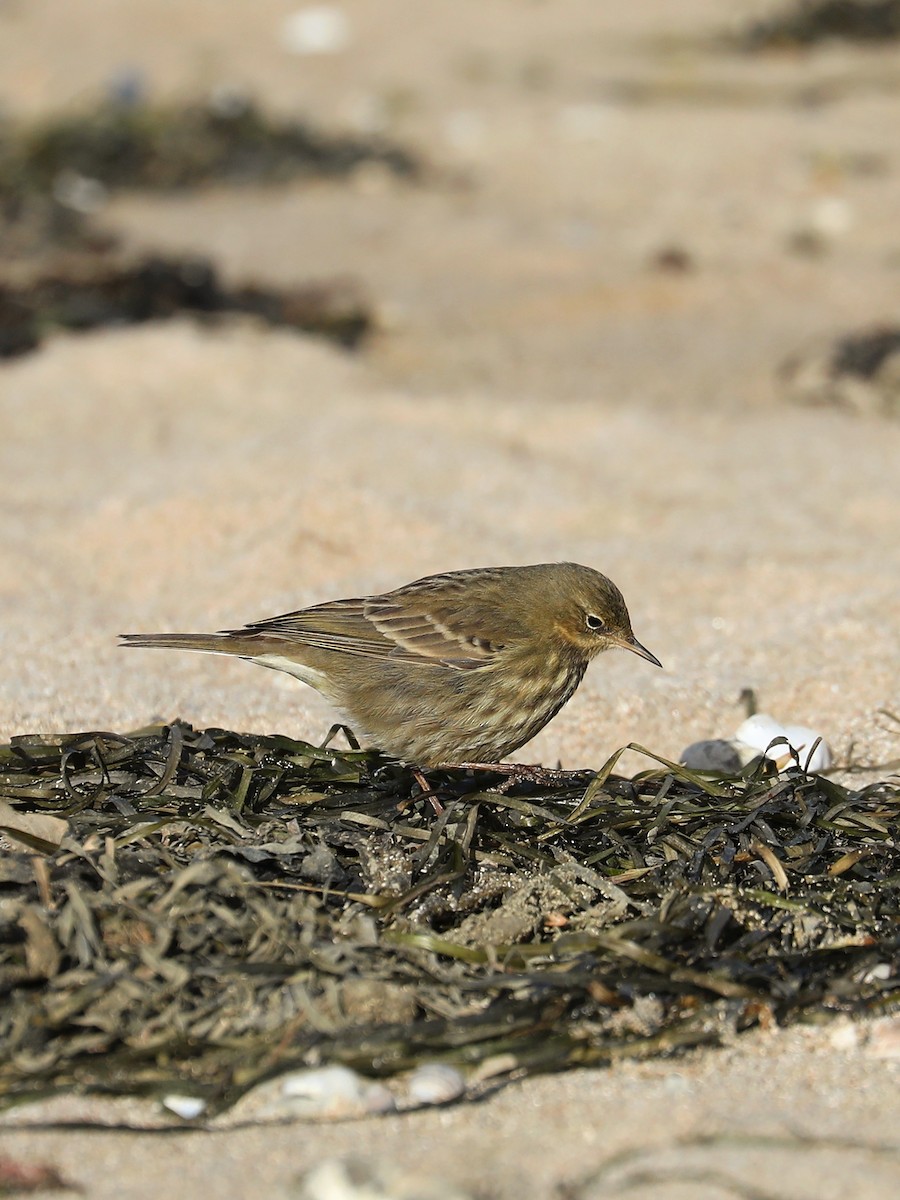 Pipit maritime - ML630789505