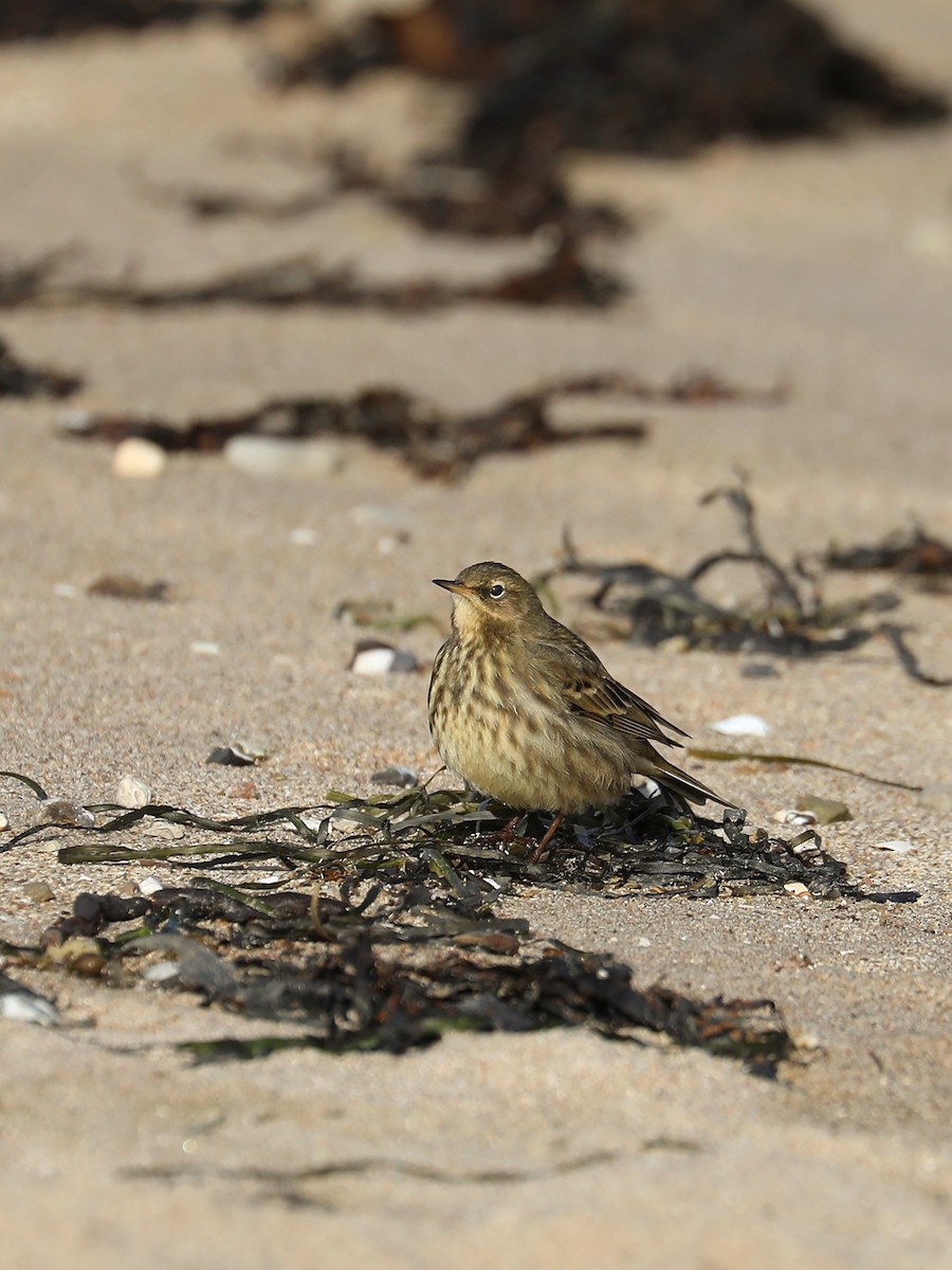 Pipit maritime - ML630789506