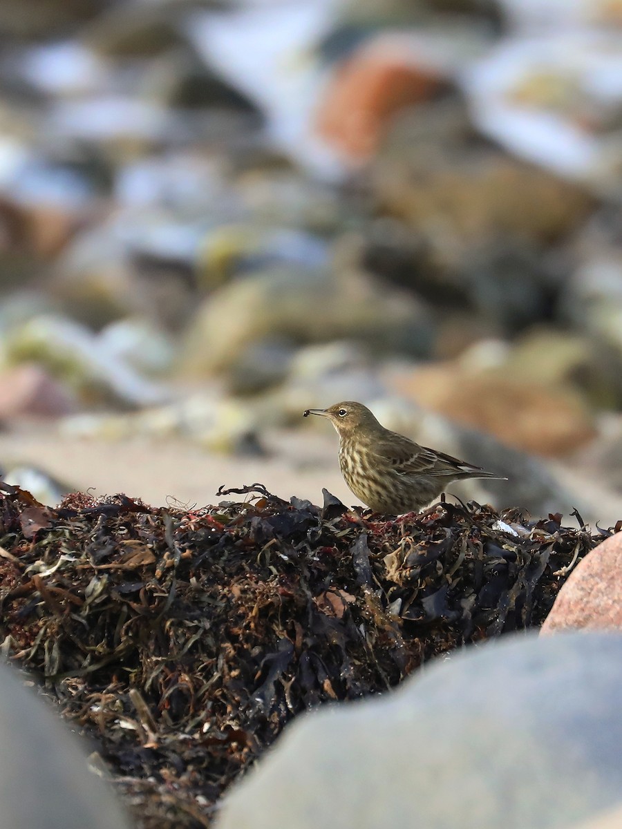 Pipit maritime - ML630789507