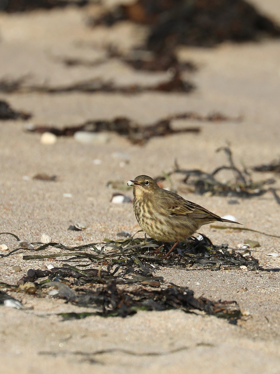 Pipit maritime - ML630789508