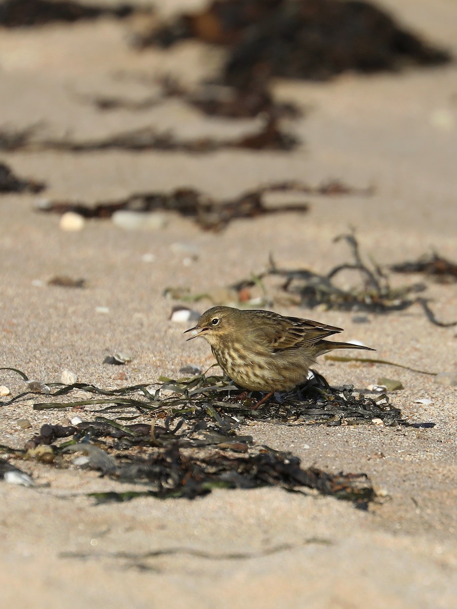 Pipit maritime - ML630789510