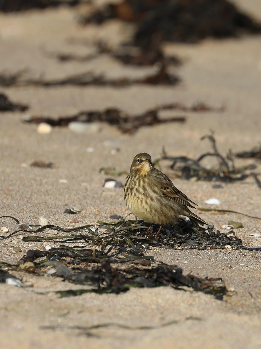 Pipit maritime - ML630789511